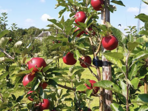 Our highly-prized Rosette Apples are ready for picking