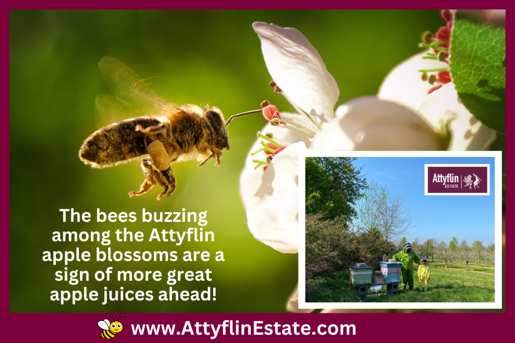 The Bees are buzzing once again at Attyflin Estate